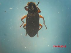 Phanocerus by (c) Diogo Luiz, some rights reserved (CC BY), uploaded by Diogo Luiz. Used under a CC-BY license.