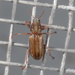 Stenelmis sexlineata by (c) Victor Engel, some rights reserved (CC BY), uploaded by Victor Engel. Used under a CC-BY license.