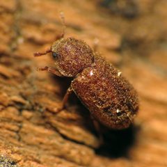 Endecatomus by (c) Katja Schulz, some rights reserved (CC BY). Used under a CC-BY license.