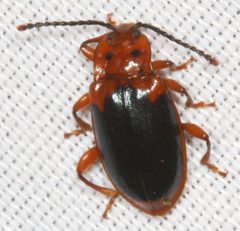 Aphorista laeta by no rights reserved, uploaded by Scott Loarie. Used under a CC0 license.