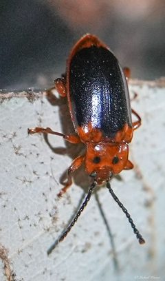 Aphorista laeta by (c) Michael Warner, some rights reserved (CC BY), uploaded by Michael Warner. Used under a CC-BY license.