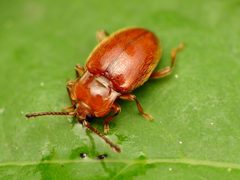 Danae testacea by (c) Katja Schulz, some rights reserved (CC BY). Used under a CC-BY license.