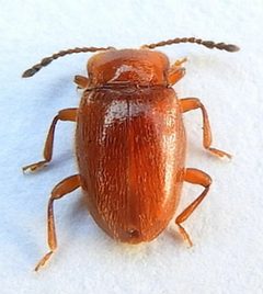 Danae testacea by (c) jimeckert49, some rights reserved (CC BY). Used under a CC-BY license.