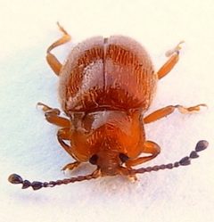 Danae testacea by (c) jimeckert49, some rights reserved (CC BY). Used under a CC-BY license.
