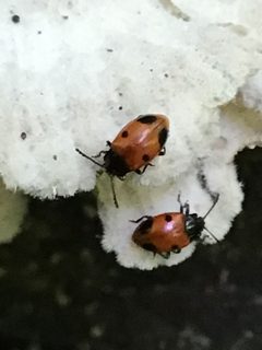 Endomychus biguttatus by (c) Lindsey G., some rights reserved (CC BY), uploaded by Lindsey G.. Used under a CC-BY license.