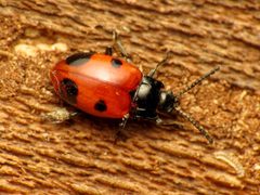Endomychus biguttatus by (c) Katja Schulz, some rights reserved (CC BY). Used under a CC-BY license.