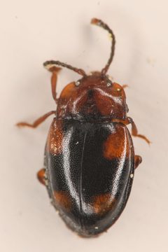 Mycetina idahoensis by (c) Trevor Van Loon, some rights reserved (CC BY), uploaded by Trevor Van Loon. Used under a CC-BY license.