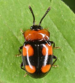 Mycetina perpulchra by (c) skitterbug, some rights reserved (CC BY), uploaded by skitterbug. Used under a CC-BY license.