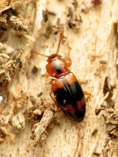 Phymaphora pulchella by (c) Katja Schulz, some rights reserved (CC BY), uploaded by Katja Schulz. Used under a CC-BY license.