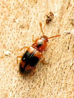 Phymaphora pulchella by (c) Katja Schulz, some rights reserved (CC BY), uploaded by Katja Schulz. Used under a CC-BY license.