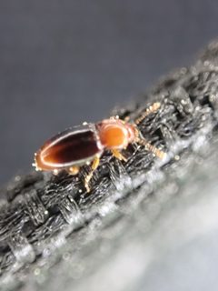Rhanidea unicolor by (c) Cole Shoemaker, some rights reserved (CC BY), uploaded by Cole Shoemaker. Used under a CC-BY license.