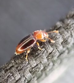 Rhanidea unicolor by (c) Cole Shoemaker, some rights reserved (CC BY), uploaded by Cole Shoemaker. Used under a CC-BY license.