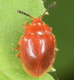 Stenotarsus blatchleyi by (c) skitterbug, some rights reserved (CC BY), uploaded by skitterbug. Used under a CC-BY license.