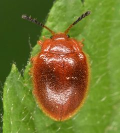 Stenotarsus blatchleyi by (c) skitterbug, some rights reserved (CC BY), uploaded by skitterbug. Used under a CC-BY license.
