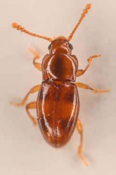 Stethorhanis borealis by (c) Trevor Van Loon, some rights reserved (CC BY), uploaded by Trevor Van Loon. Used under a CC-BY license.