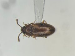 Cryptophilus obliteratus by no rights reserved, uploaded by Nick Bédard. Used under a CC0 license.