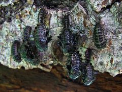 Cypherotylus californicus by (c) Katja Schulz, some rights reserved (CC BY). Used under a CC-BY license.