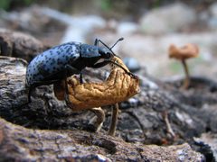 Cypherotylus californicus by (c) Katja Schulz, some rights reserved (CC BY). Used under a CC-BY license.