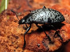 Cypherotylus californicus by (c) Katja Schulz, some rights reserved (CC BY). Used under a CC-BY license.