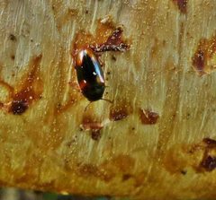 Dacne quadrimaculata by (c) christine123, some rights reserved (CC BY), uploaded by christine123. Used under a CC-BY license.