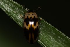 Ischyrus by no rights reserved, uploaded by Fernando Sessegolo. Used under a CC0 license.