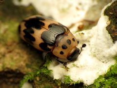 Ischyrus by (c) Katja Schulz, some rights reserved (CC BY). Used under a CC-BY license.