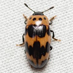 Ischyrus quadripunctatus by (c) Justin Williams, some rights reserved (CC BY), uploaded by Justin Williams. Used under a CC-BY license.