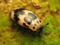 Ischyrus quadripunctatus by (c) Katja Schulz, some rights reserved (CC BY). Used under a CC-BY license.