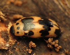 Ischyrus quadripunctatus by (c) Katja Schulz, some rights reserved (CC BY). Used under a CC-BY license.
