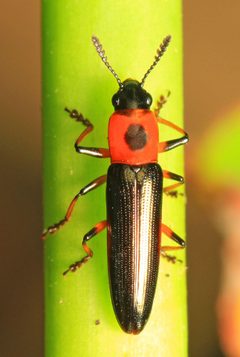 Languria angustata by (c) Judy Gallagher, some rights reserved (CC BY). Used under a CC-BY license.