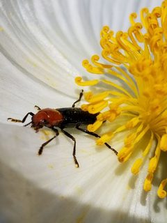 Languria laeta by (c) Morgan Hay, some rights reserved (CC BY), uploaded by Morgan Hay. Used under a CC-BY license.