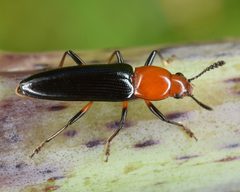 Languria mozardi by (c) skitterbug, some rights reserved (CC BY), uploaded by skitterbug. Used under a CC-BY license.