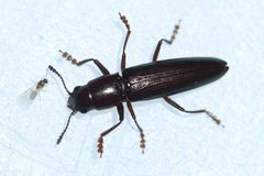 Languria taedata by (c) Rich Sommer, some rights reserved (CC BY), uploaded by Rich Sommer. Used under a CC-BY license.