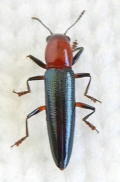 Languria taedata by (c) jimeckert49, some rights reserved (CC BY). Used under a CC-BY license.