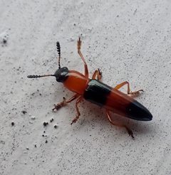 Languria trifasciata by (c) drnancyjackson, some rights reserved (CC BY). Used under a CC-BY license.