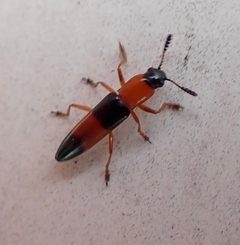 Languria trifasciata by (c) drnancyjackson, some rights reserved (CC BY). Used under a CC-BY license.