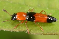 Languria trifasciata by (c) skitterbug, some rights reserved (CC BY), uploaded by skitterbug. Used under a CC-BY license.