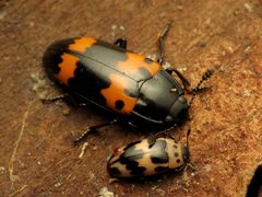Megalodacne fasciata by (c) Katja Schulz, some rights reserved (CC BY). Used under a CC-BY license.