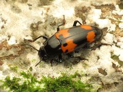 Megalodacne by (c) Katja Schulz, some rights reserved (CC BY). Used under a CC-BY license.