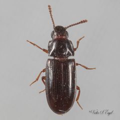 Pharaxonotha kirschii by (c) Victor Engel, some rights reserved (CC BY), uploaded by Victor Engel. Used under a CC-BY license.