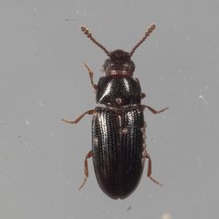 Pharaxonotha kirschii by (c) Victor Engel, some rights reserved (CC BY), uploaded by Victor Engel. Used under a CC-BY license.