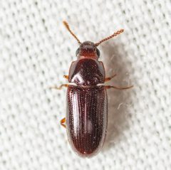 Pharaxonotha kirschii by (c) Justin Williams, some rights reserved (CC BY), uploaded by Justin Williams. Used under a CC-BY license.