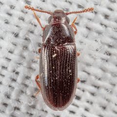 Pharaxonotha kirschii by (c) Victor Engel, some rights reserved (CC BY), uploaded by Victor Engel. Used under a CC-BY license.