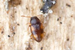 Toramus pulchellus by (c) Owen Strickland, some rights reserved (CC BY), uploaded by Owen Strickland. Used under a CC-BY license.