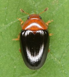Tritoma biguttata by (c) skitterbug, some rights reserved (CC BY), uploaded by skitterbug. Used under a CC-BY license.