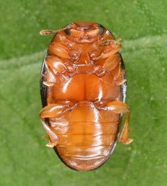 Tritoma biguttata by (c) skitterbug, some rights reserved (CC BY), uploaded by skitterbug. Used under a CC-BY license.