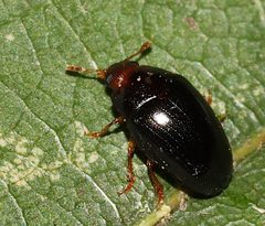 Tritoma erythrocephala by (c) Gordon C. Snelling, some rights reserved (CC BY), uploaded by Gordon C. Snelling. Used under a CC-BY license.