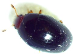 Tritoma erythrocephala by no rights reserved, uploaded by Ken Kneidel. Used under a CC0 license.
