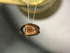 Tritoma mimetica by no rights reserved, uploaded by Nick Bédard. Used under a CC0 license.
