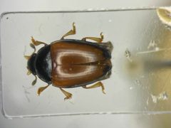 Tritoma mimetica by no rights reserved, uploaded by Nick Bédard. Used under a CC0 license.